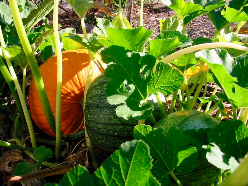 Herbst- und Wintergemüse erfolgreich selbst anbauen Thumb