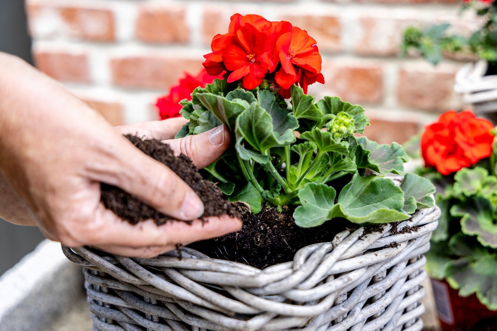 Pflanzzeit für Geranien: Tipps für Gartenfreunde Thumb