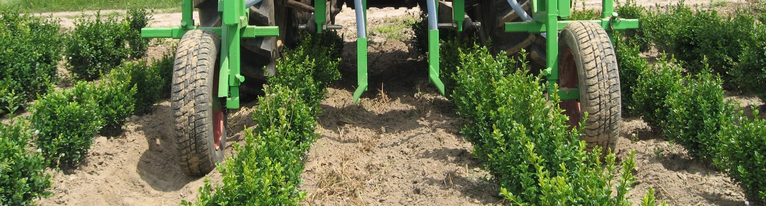hecke dngen rindenmulch Purgrn Hainbuchenhecke-Dnger 1 kg