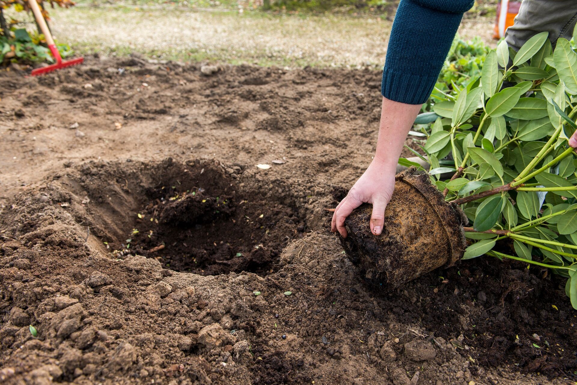 Wurzelaktivator für Gartenpflanzen & Rasen Thumb