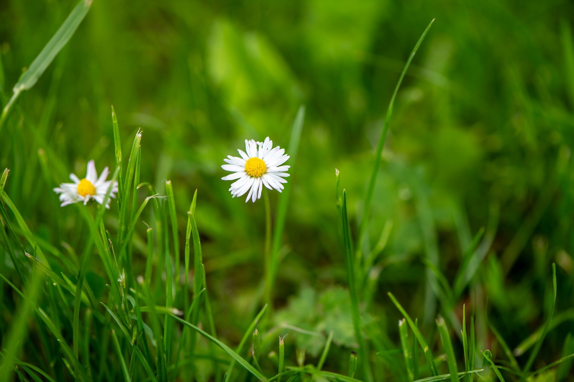 Header image alt