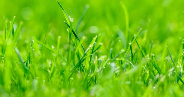 Einfluss von Temperatur auf das Graswachstum: Warum Wärme und Kälte die Entwicklung von Gräsern direkt steuern Thumb