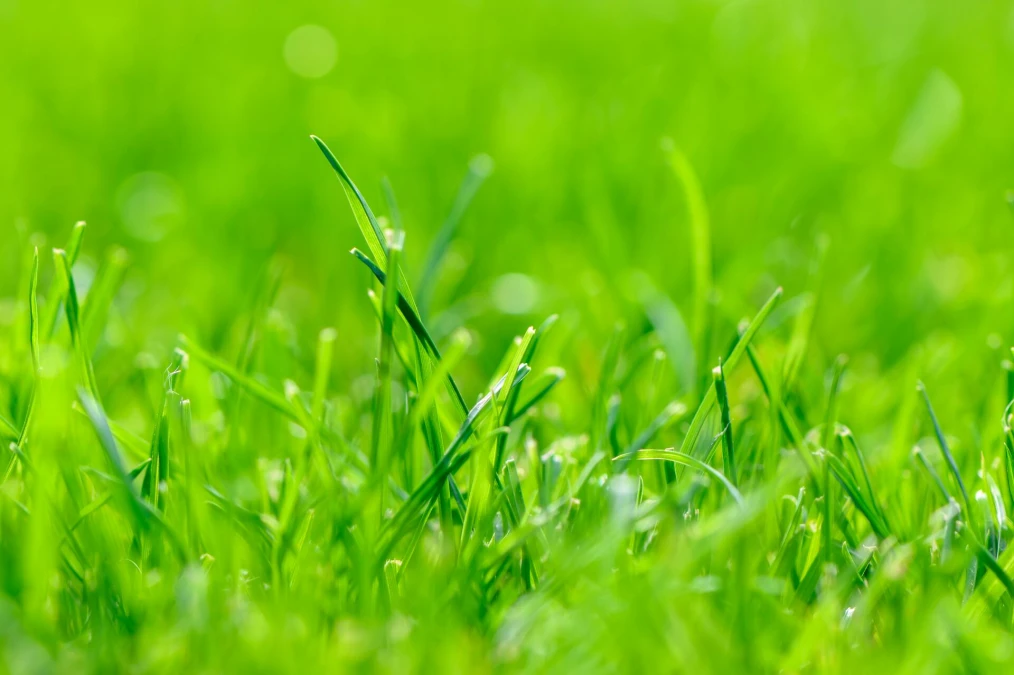 Header image alt