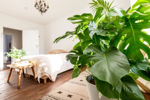 Monstera Pflege: So bleibt das Fensterblatt gesund Thumb