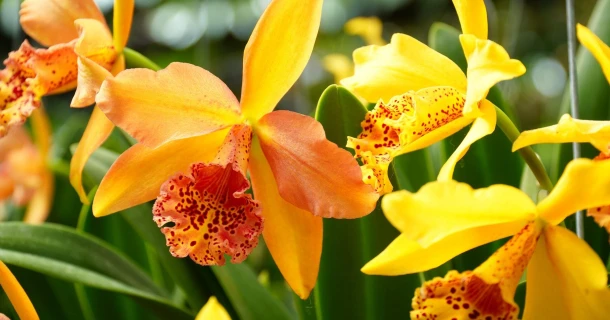 Temperiert zu haltende Orchideen: Haltung und Pflege Thumb