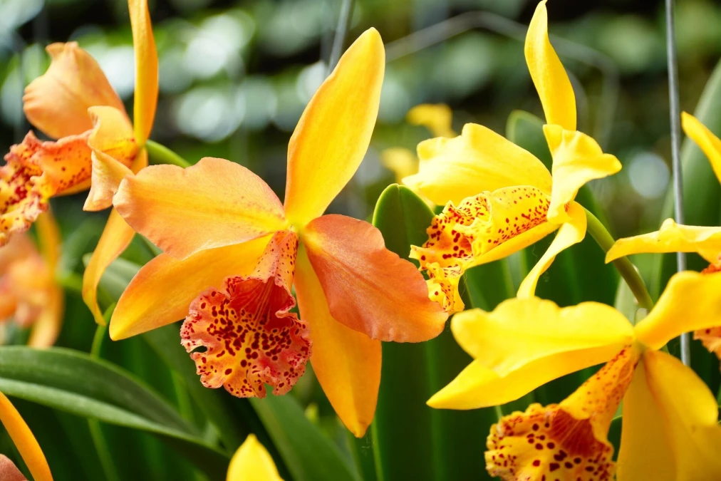 Header image alt