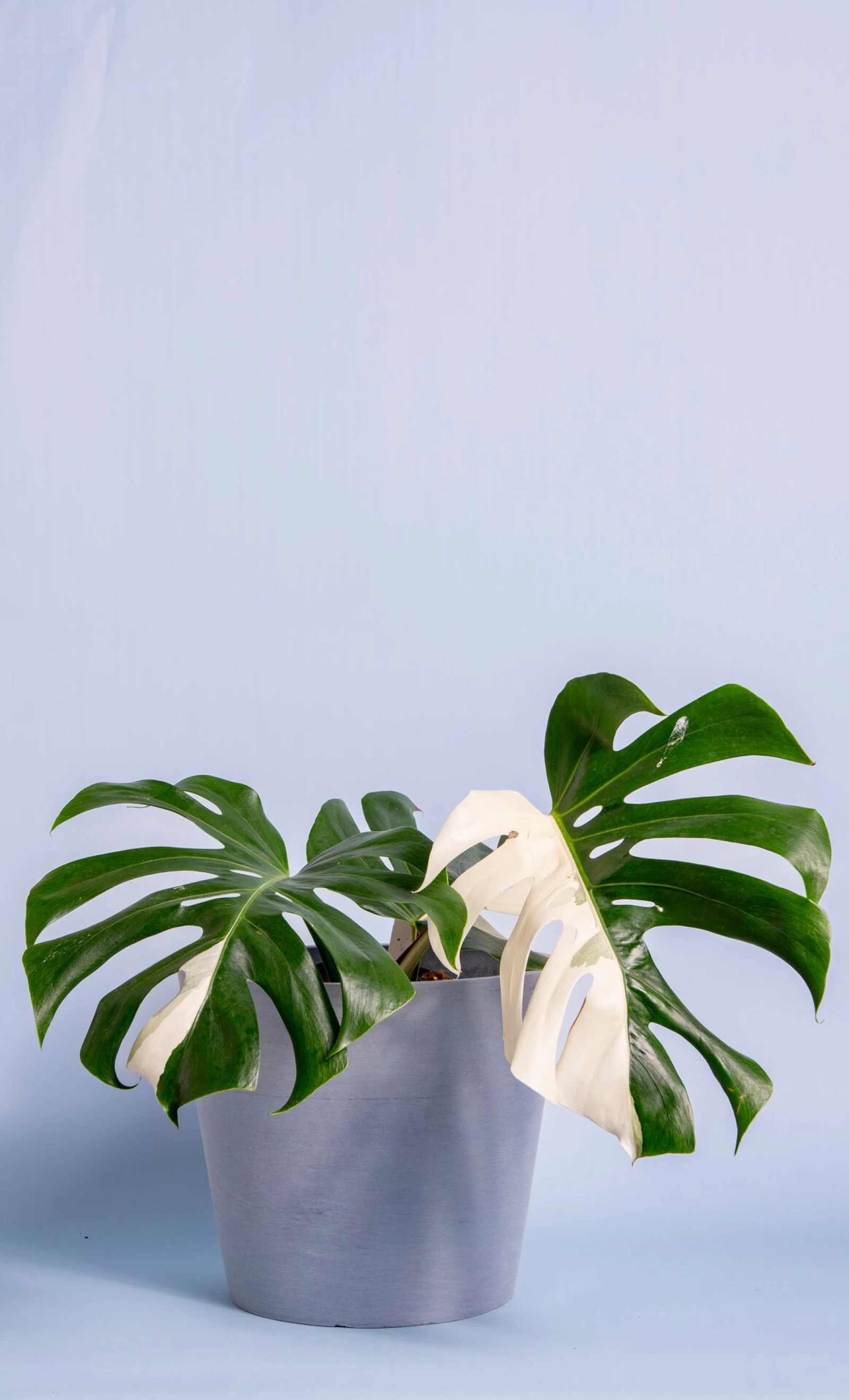 Monstera variegata