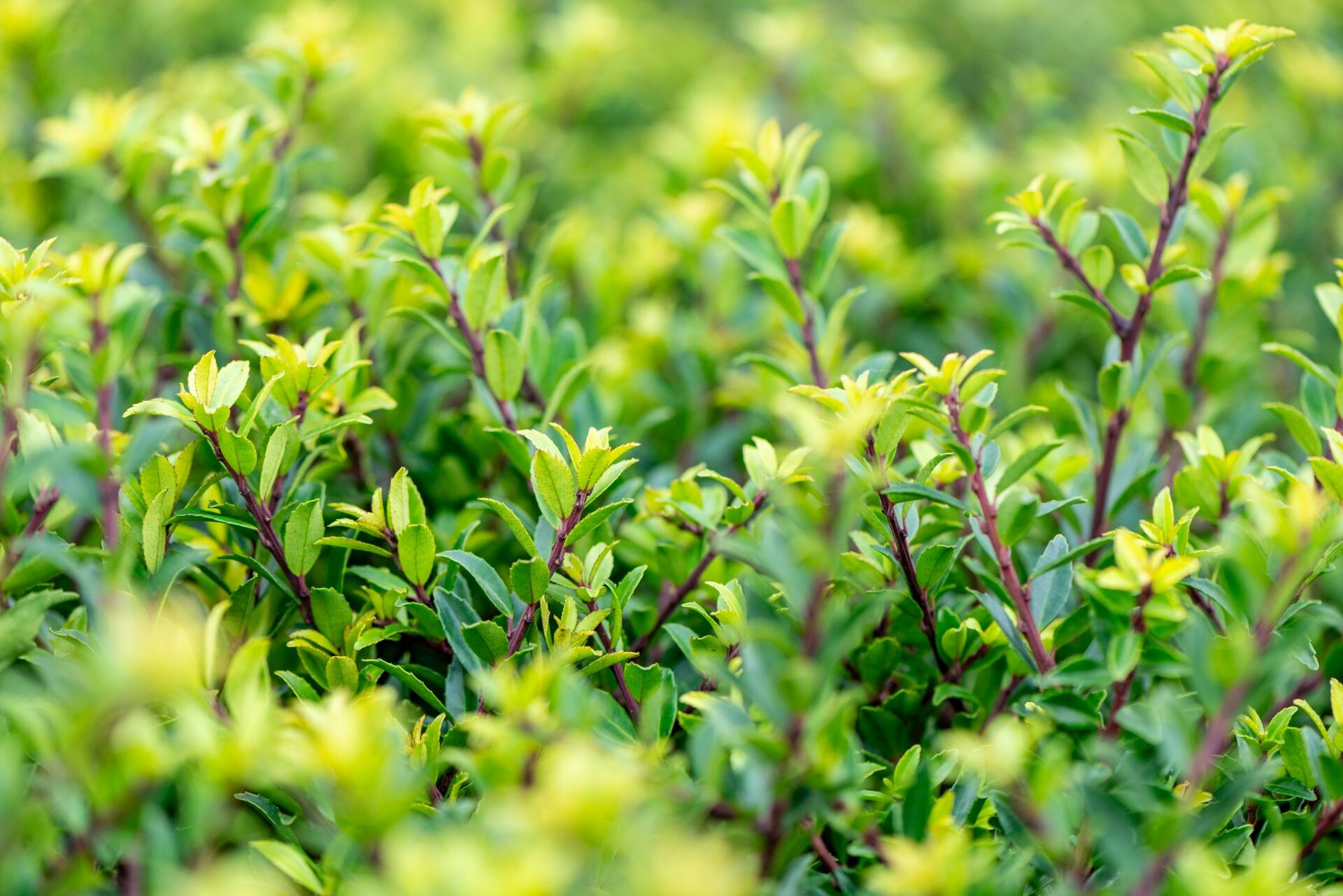 Ilex - ein Buchsbaum-Doppelgänger Thumb