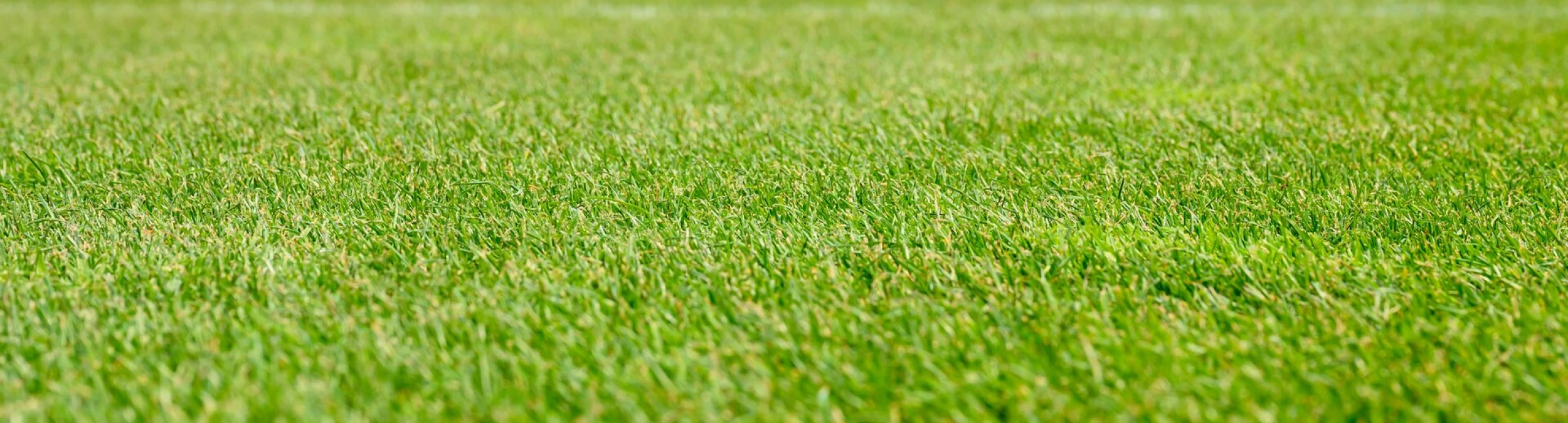 Header image alt