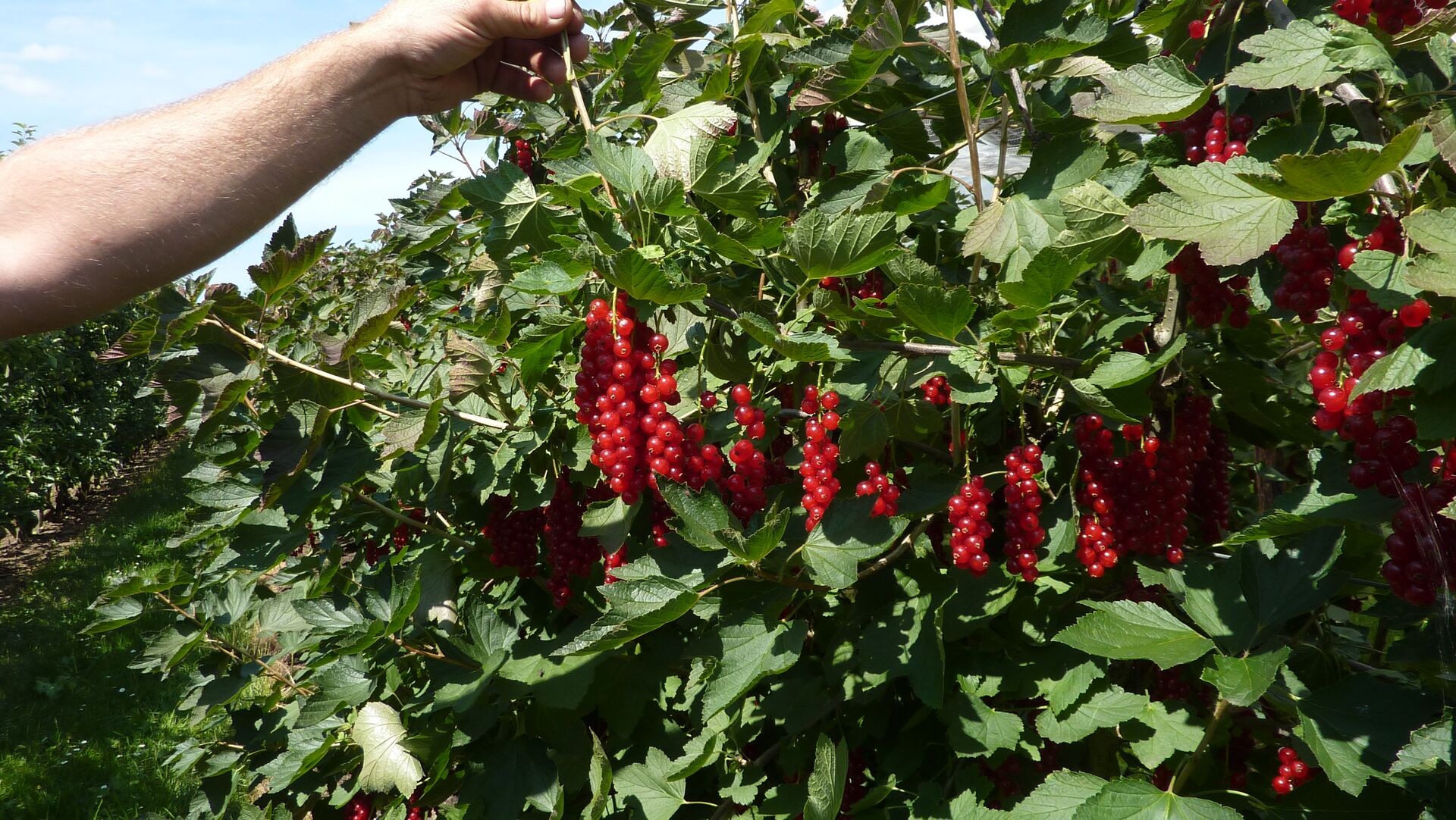 Johannisbeeren pflanzen und pflegen – aromatische Vitaminbomben aus dem eigenen Garten Thumb