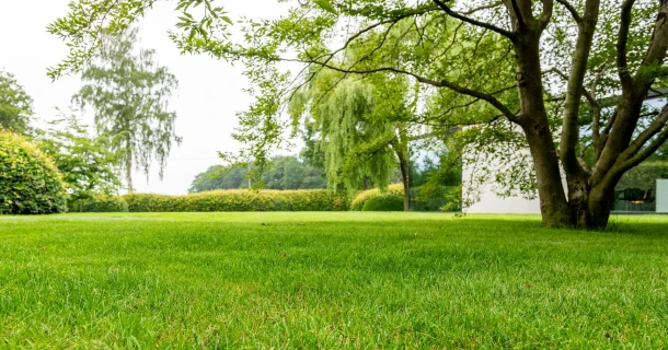Dollar Spot im Rasen erkennen & bekämpfen – Ursachen, Bilder & Profi-Tipps Thumb