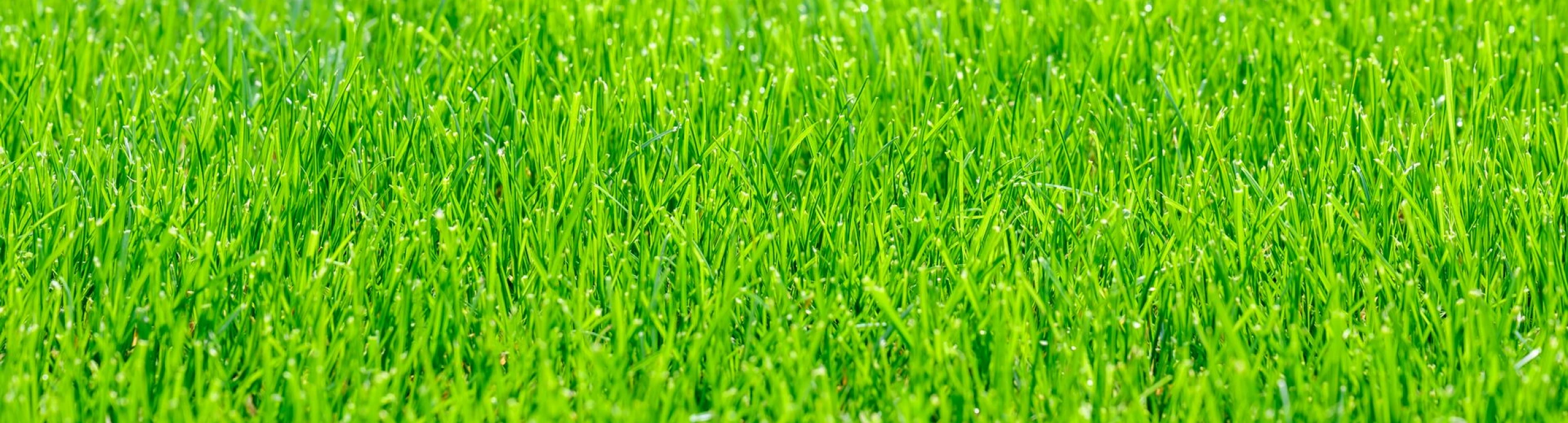 Header image alt