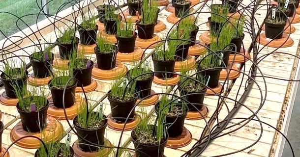 Stärkerer Rasen trotz Trockenheit – Praxisversuch mit DCM HYDRO-GREEN® Thumb
