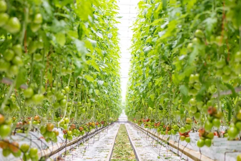 Duijvestijn Tomaten hält PepMV dank des PMV-01-Impfstoffs von DCM erfolgreich unter Kontrolle Thumb