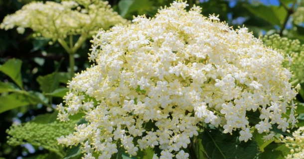 Holunder im Garten: Sorten, Pflege, Ernte & Rezepte – So gelingt der Anbau Thumb