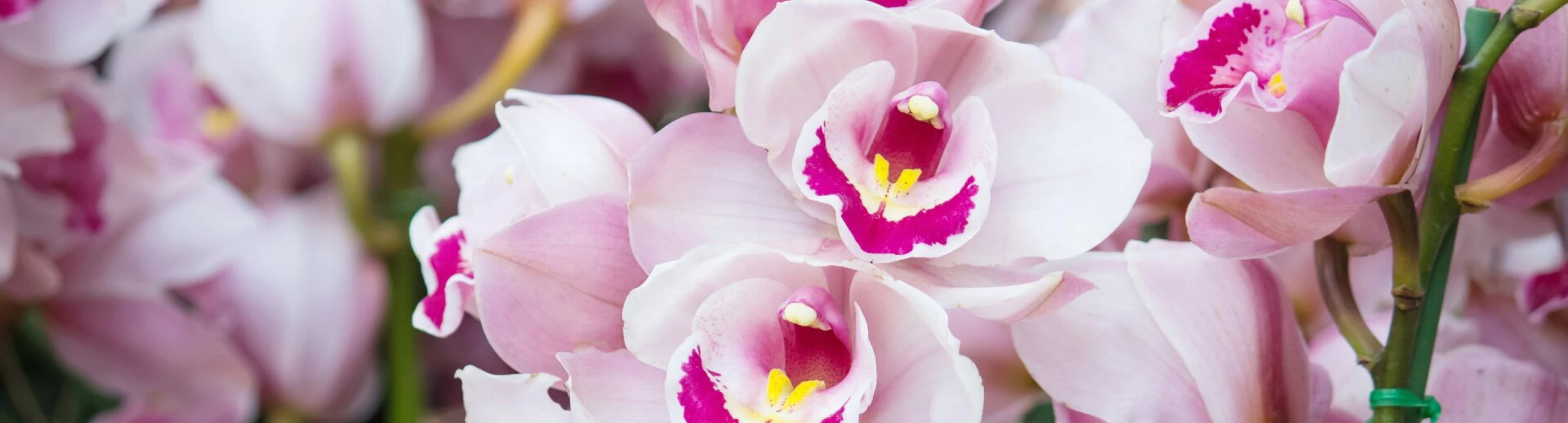 Header image alt