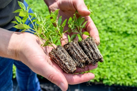 Trichoderma im Profibereich: Biostimulanzien für eine aktive Rhizosphäre, starke Wurzeln und resiliente Kulturen Thumb
