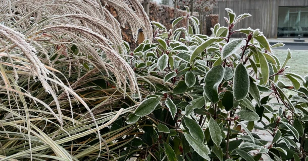 Grüner Winter auf dem Balkon – Immergrüne Pflanzen, die Farbe in die kalte Jahreszeit bringen Thumb