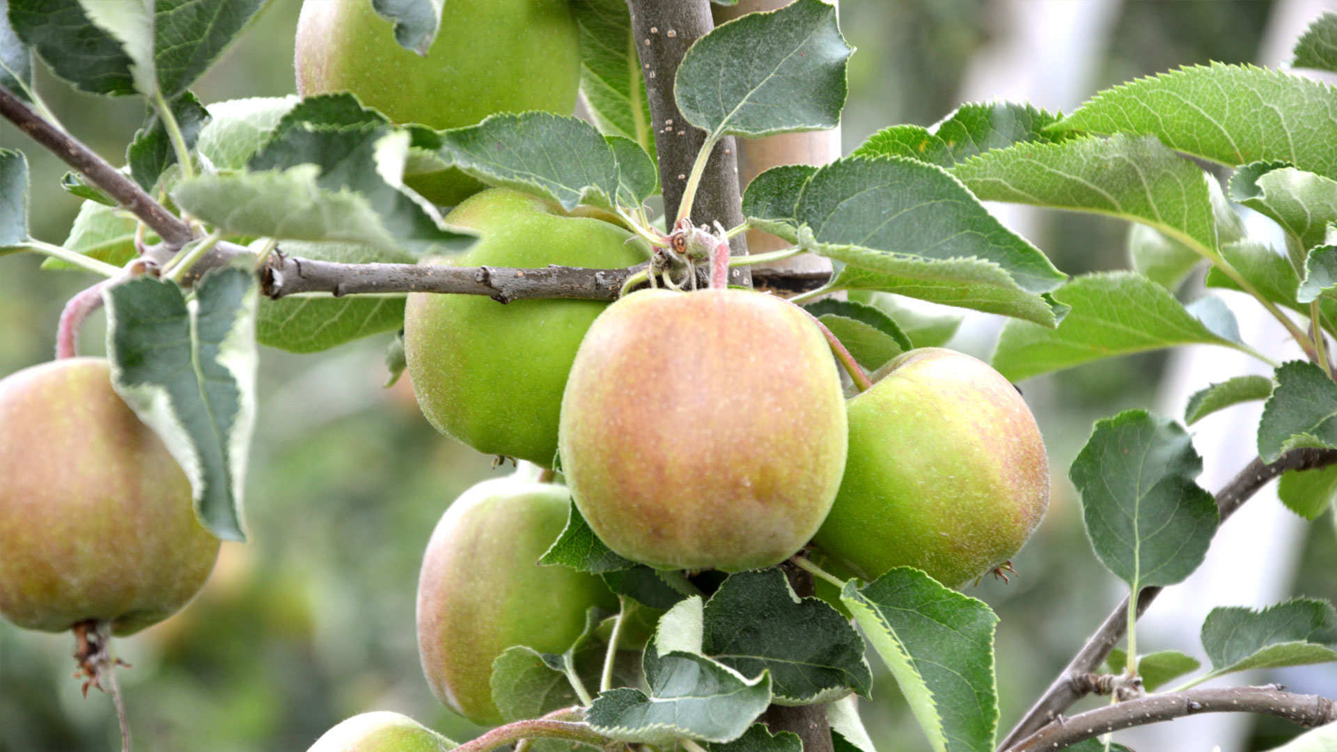 Apfel Picture