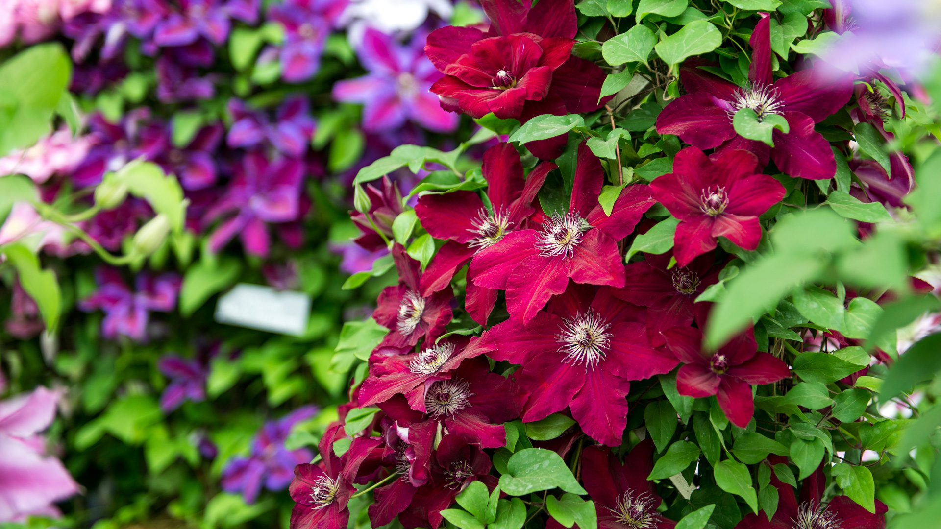 Clematis Picture